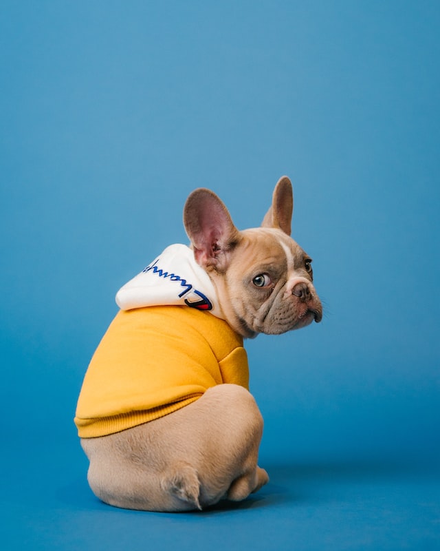 Top 10 Funny Pet Bandana Collars. Perfect Gifts For Dog Lovers Ichaku [Perfect Gifts Selection]